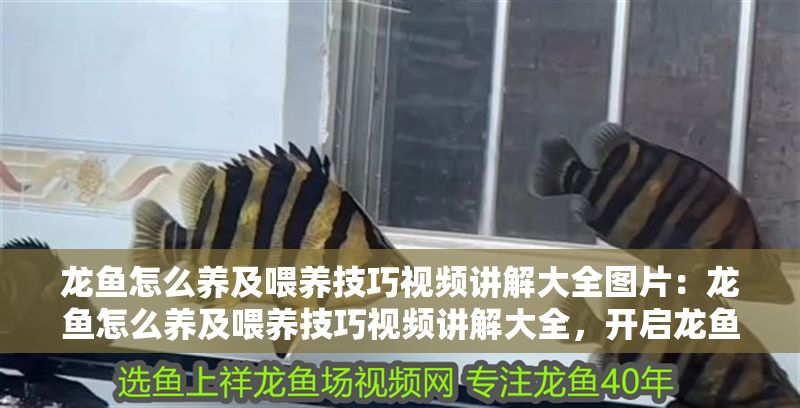 龍魚怎么養(yǎng)及喂養(yǎng)技巧視頻講解大全圖片：龍魚怎么養(yǎng)及喂養(yǎng)技巧視頻講解大全，開啟龍魚飼養(yǎng)的奇妙之旅