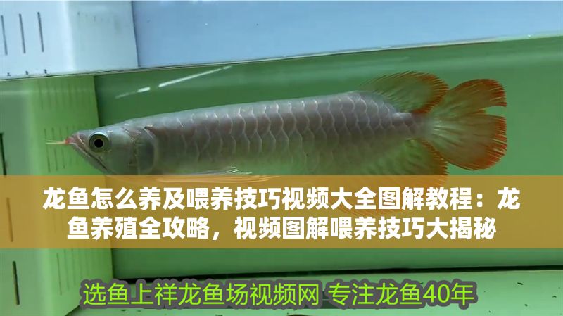 龍魚怎么養(yǎng)及喂養(yǎng)技巧視頻大全圖解教程：龍魚養(yǎng)殖全攻略，視頻圖解喂養(yǎng)技巧大揭秘