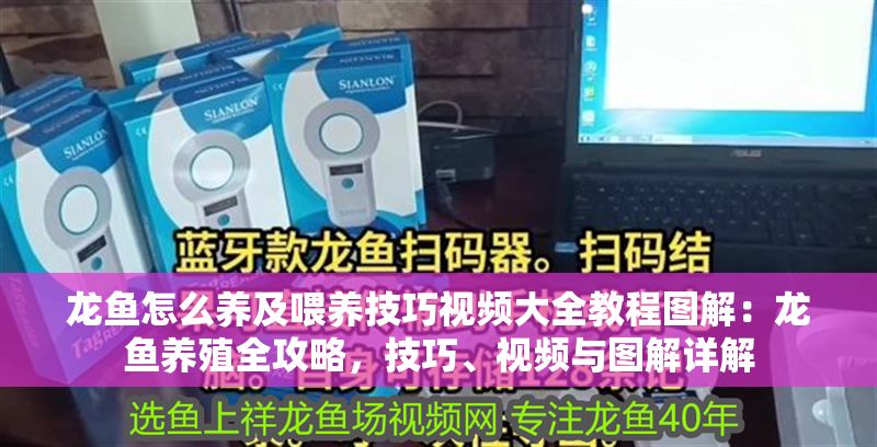 龍魚怎么養及喂養技巧視頻大全教程圖解：龍魚養殖全攻略，技巧、視頻與圖解詳解