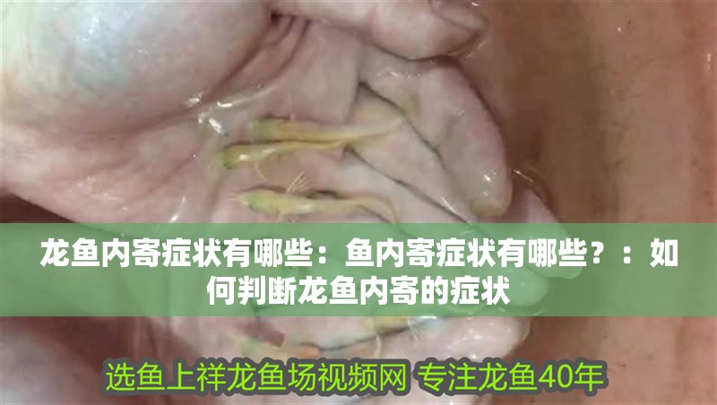 龍魚內(nèi)寄癥狀有哪些：魚內(nèi)寄癥狀有哪些？：如何判斷龍魚內(nèi)寄的癥狀