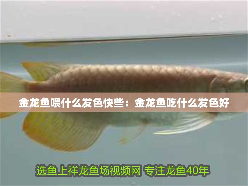 金龍魚喂什么發色快些:金龍魚吃什么發色好 龍魚百科 第1張 金龍魚喂什么發色快些:金龍魚吃什么發色好 金龍魚喂什么發色快些:金龍魚吃什么發色好 龍魚百科 第1張