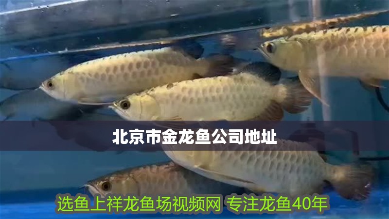 紅龍是金龍魚嗎 紅龍是金龍魚嗎 龍魚百科