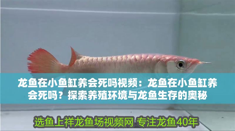 龍魚在小魚缸養會死嗎視頻：龍魚在小魚缸養會死嗎？探索養殖環境與龍魚生存的奧秘