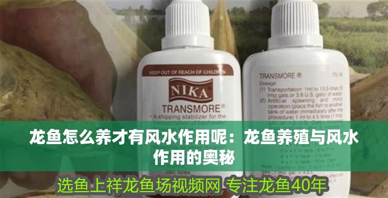 龍魚怎么養才有風水作用呢：龍魚養殖與風水作用的奧秘