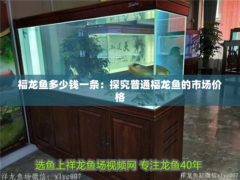 福龍魚多少錢一條：探究普通福龍魚的市場價格