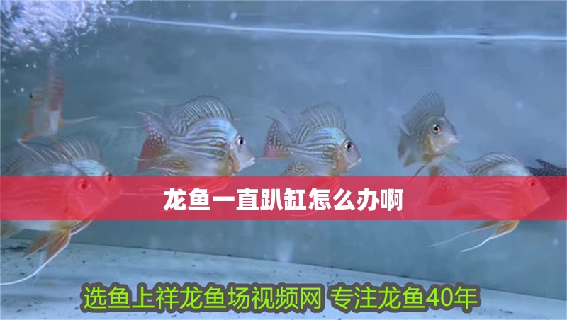 龍魚一直趴缸怎么辦啊