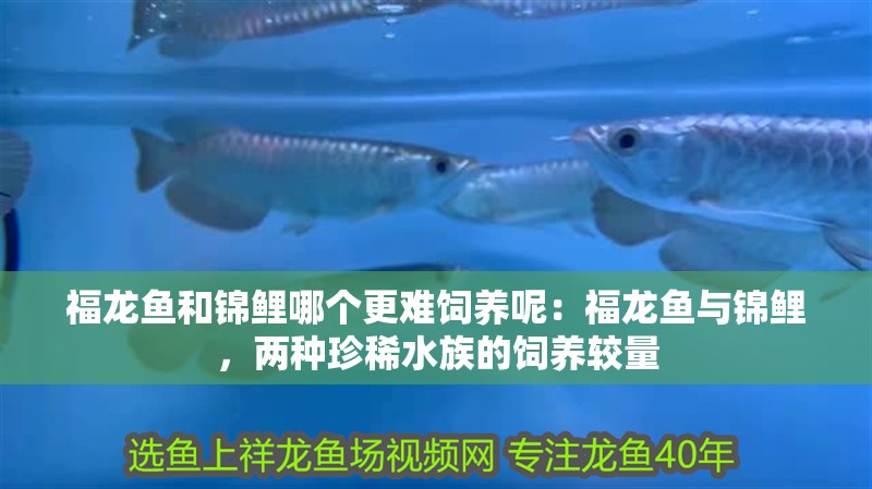 福龍魚和錦鯉哪個更難飼養(yǎng)呢：福龍魚與錦鯉，兩種珍稀水族的飼養(yǎng)較量