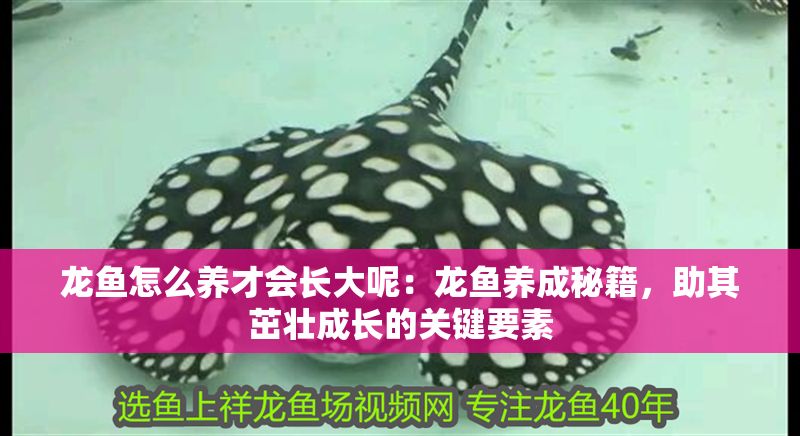 龍魚怎么養(yǎng)才會長大呢：龍魚養(yǎng)成秘籍，助其茁壯成長的關(guān)鍵要素