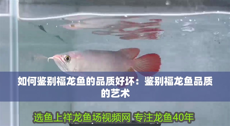如何鑒別福龍魚的品質好壞：鑒別福龍魚品質的藝術