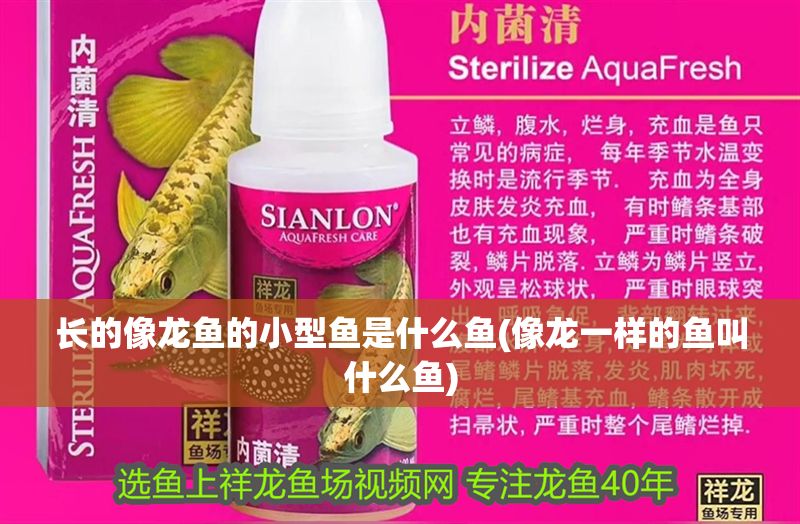 長的像龍魚的小型魚是什么魚(像龍一樣的魚叫什么魚)