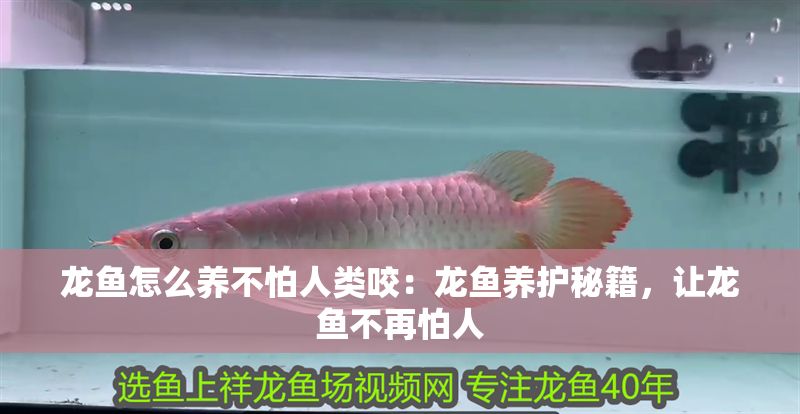 龍魚怎么養不怕人類咬：龍魚養護秘籍，讓龍魚不再怕人