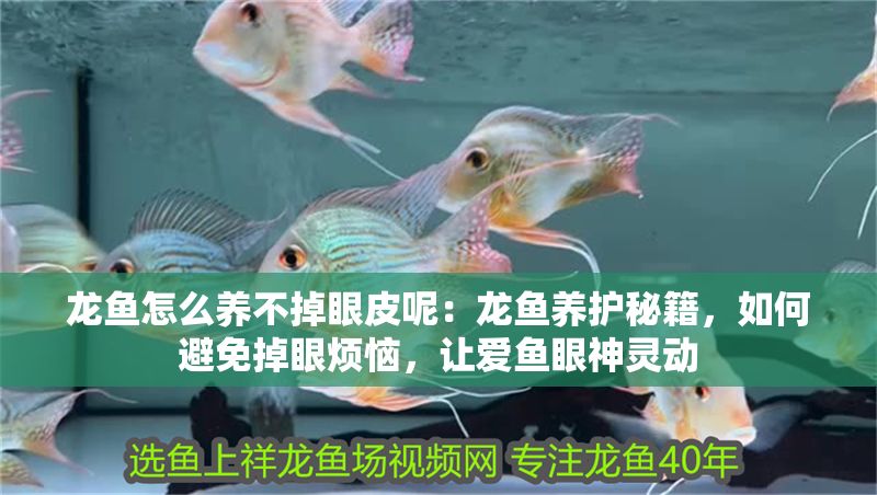 龍魚怎么養不掉眼皮呢：龍魚養護秘籍，如何避免掉眼煩惱，讓愛魚眼神靈動