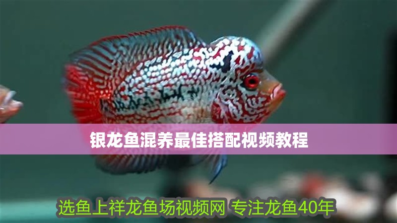 銀龍魚混養最佳搭配視頻教程