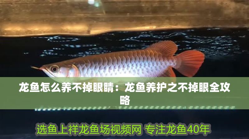 龍魚(yú)怎么養(yǎng)不掉眼睛：龍魚(yú)養(yǎng)護(hù)之不掉眼全攻略