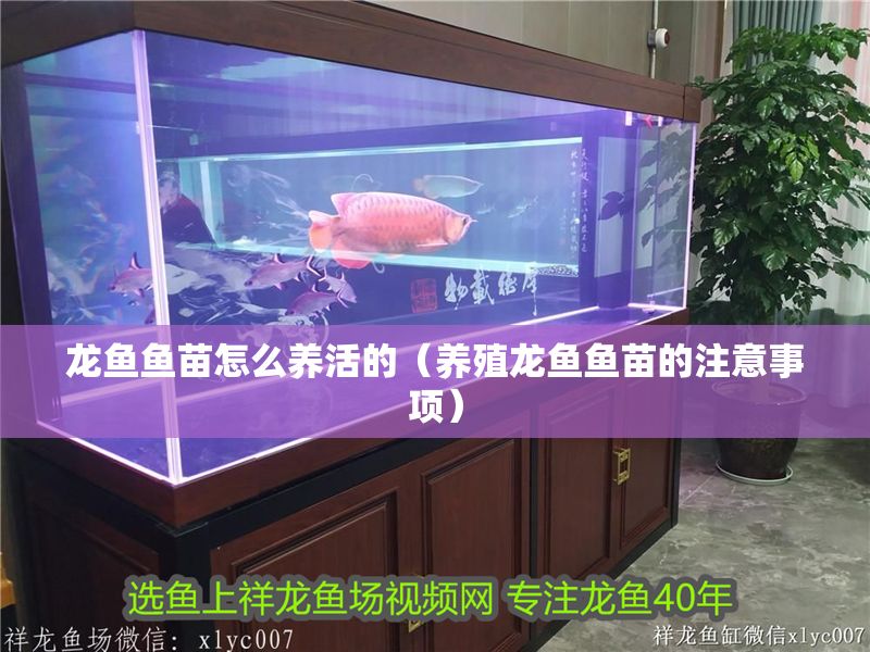 龍魚魚苗怎么養活的（養殖龍魚魚苗的注意事項）