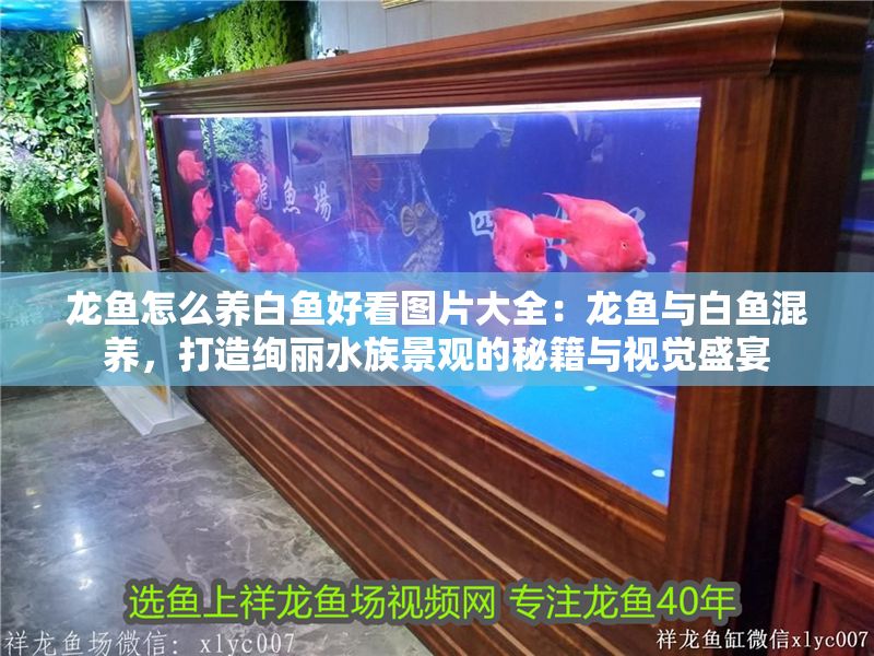 龍魚怎么養白魚好看圖片大全：龍魚與白魚混養，打造絢麗水族景觀的秘籍與視覺盛宴