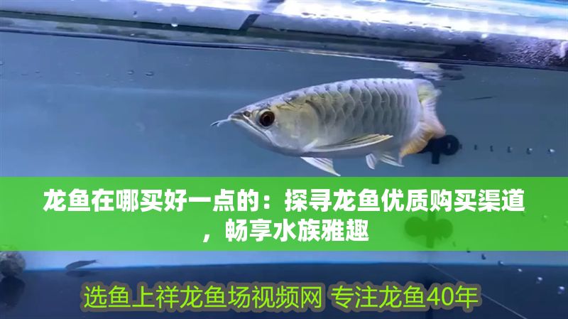 龍魚在哪買好一點的：探尋龍魚優質購買渠道，暢享水族雅趣