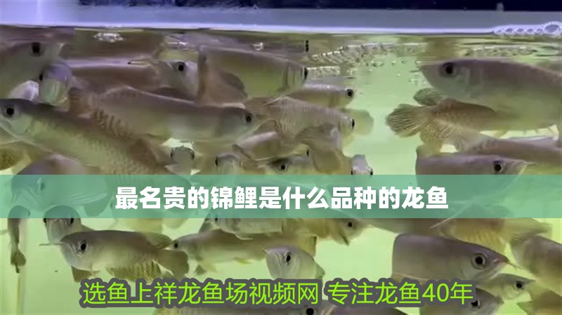 最名貴的錦鯉是什么品種的龍魚