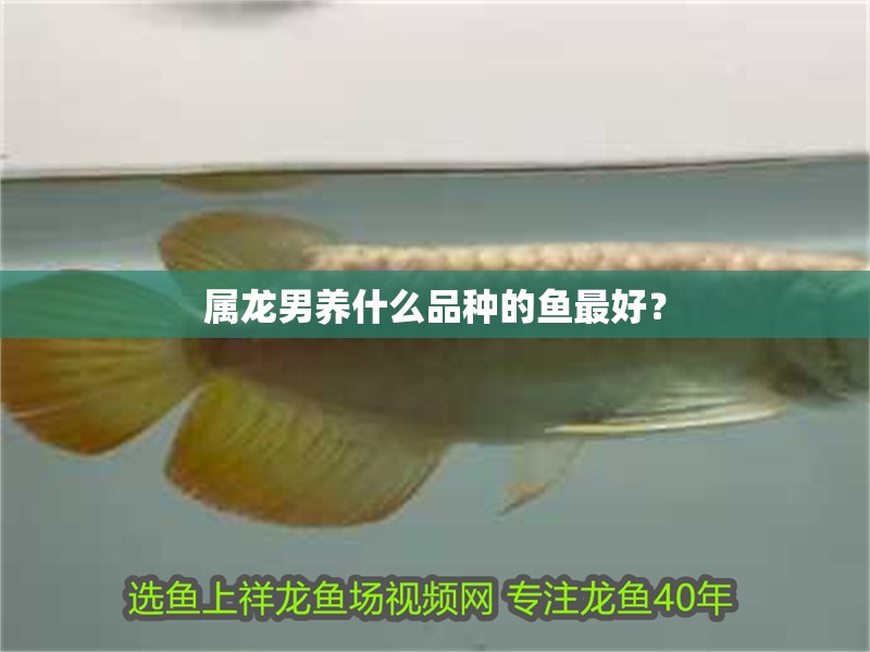 屬龍男養(yǎng)什么品種的魚最好？
