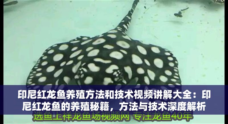 印尼紅龍魚養殖方法和技術視頻講解大全：印尼紅龍魚的養殖秘籍，方法與技術深度解析
