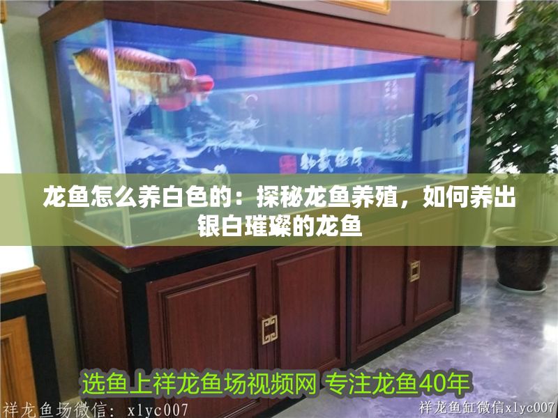 龍魚怎么養白色的：探秘龍魚養殖，如何養出銀白璀璨的龍魚