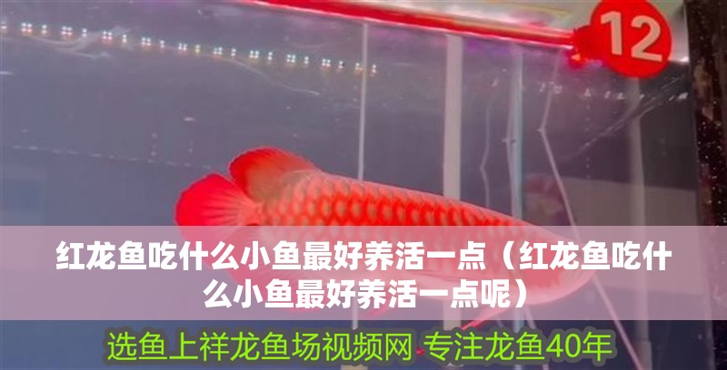 龍魚上哪批發:金龍魚產地市場