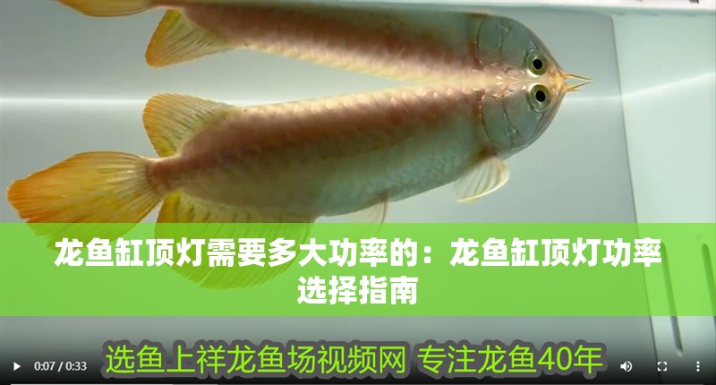 龍魚缸頂燈需要多大功率的：龍魚缸頂燈功率選擇指南