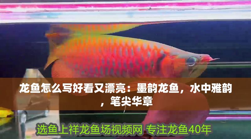 龍魚怎么寫好看又漂亮：墨韻龍魚，水中雅韻，筆尖華章