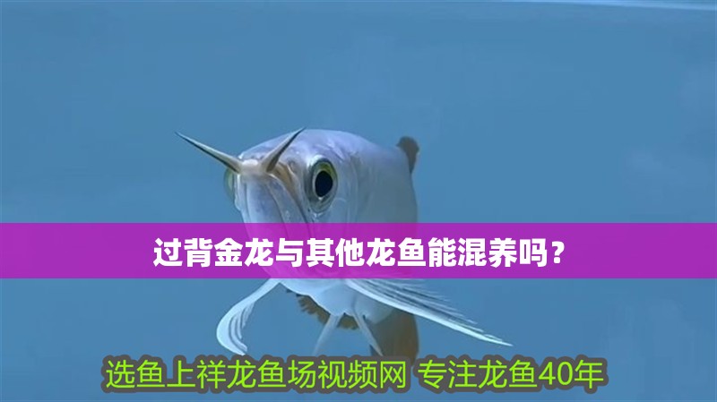過背金龍與其他龍魚能混養(yǎng)嗎？
