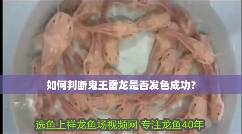 如何判斷鬼王雷龍是否發色成功？