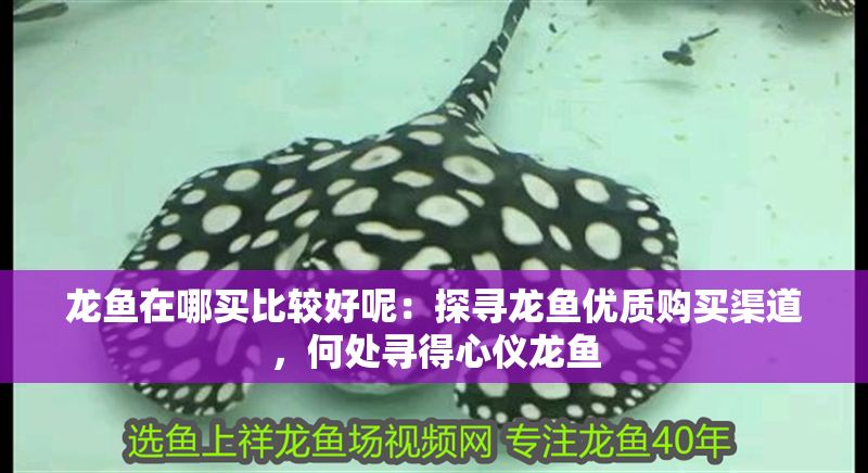 龍魚在哪買比較好呢：探尋龍魚優質購買渠道，何處尋得心儀龍魚
