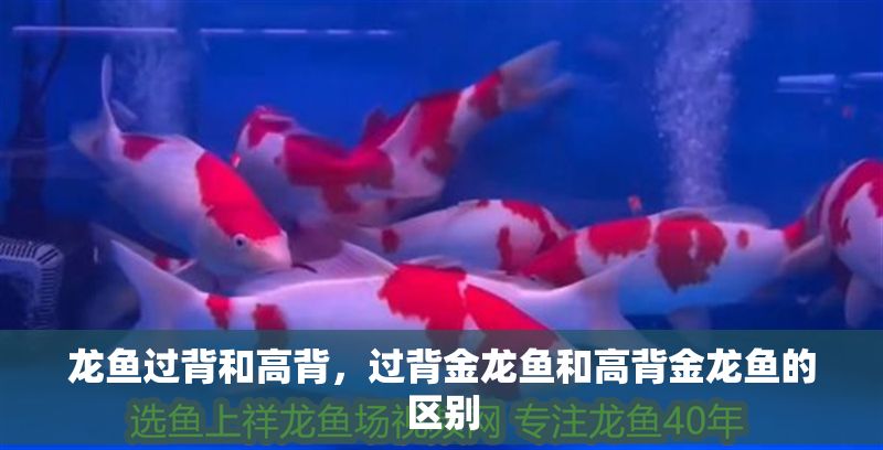 龍魚過背和高背，過背金龍魚和高背金龍魚的區別