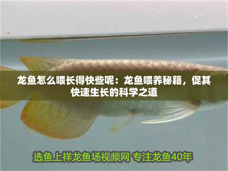 龍魚怎么喂長得快些呢：龍魚喂養秘籍，促其快速生長的科學之道