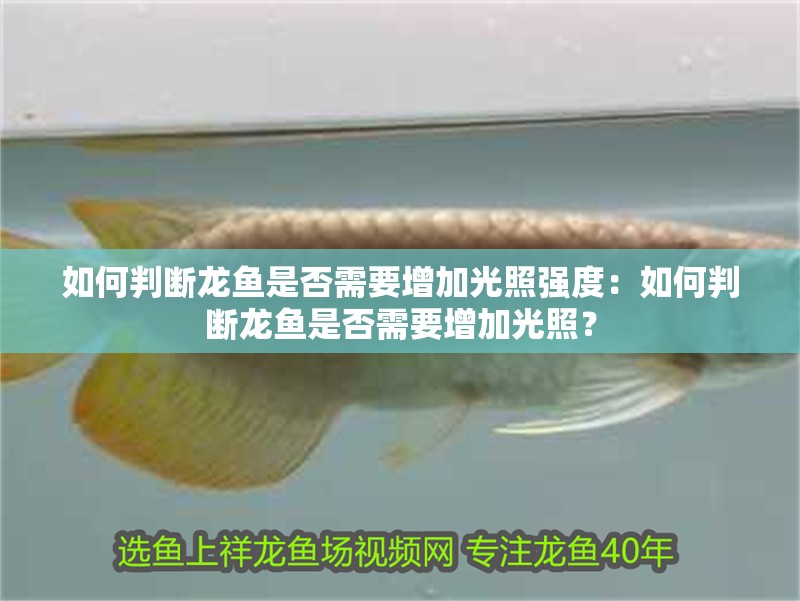 如何判斷龍魚是否需要增加光照強度：如何判斷龍魚是否需要增加光照？
