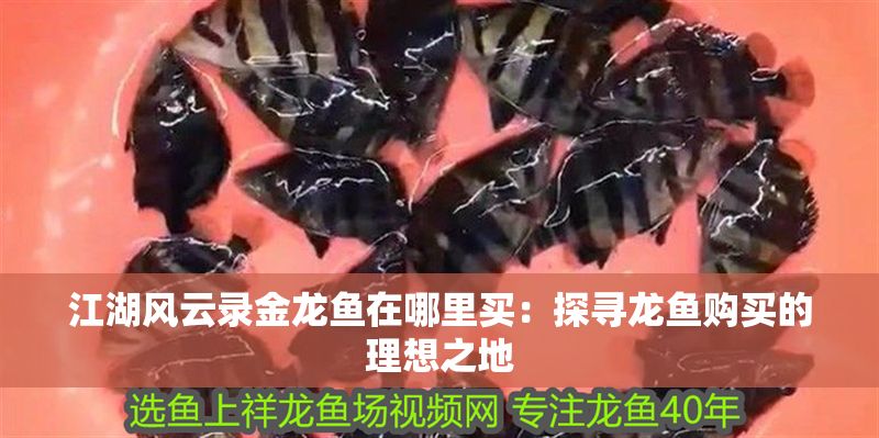 江湖風(fēng)云錄金龍魚在哪里買：探尋龍魚購買的理想之地
