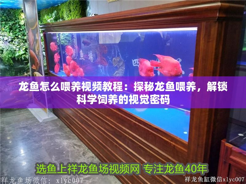 龍魚怎么喂養(yǎng)視頻教程：探秘龍魚喂養(yǎng)，解鎖科學(xué)飼養(yǎng)的視覺密碼 龍魚怎么喂養(yǎng)視頻教程：探秘龍魚喂養(yǎng)，解鎖科學(xué)飼養(yǎng)的視覺密碼 龍魚百科 第1張