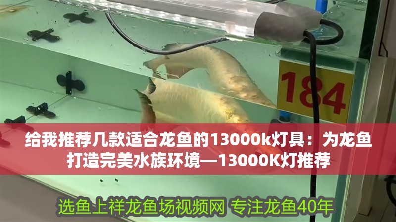 給我推薦幾款適合龍魚的13000k燈具：為龍魚打造完美水族環(huán)境—13000K燈推薦