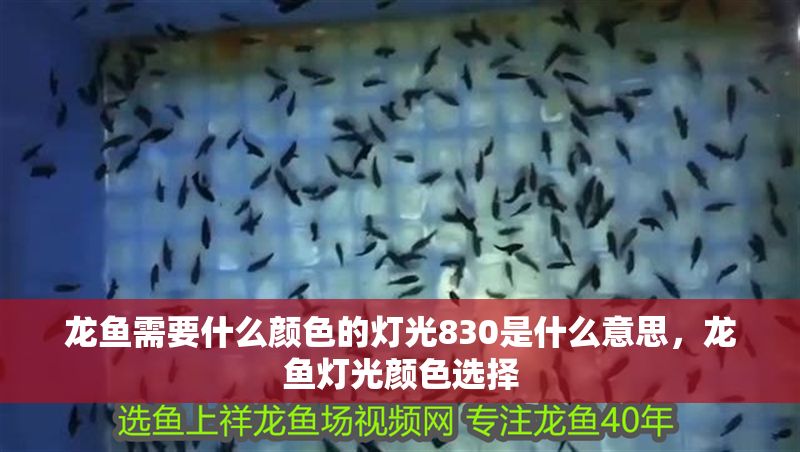 龍魚需要什么顏色的燈光830是什么意思，龍魚燈光顏色選擇