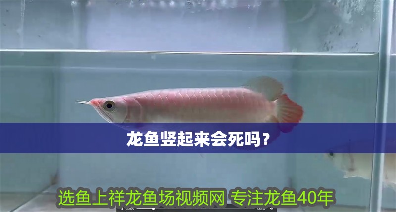 龍魚(yú)豎起來(lái)會(huì)死嗎？