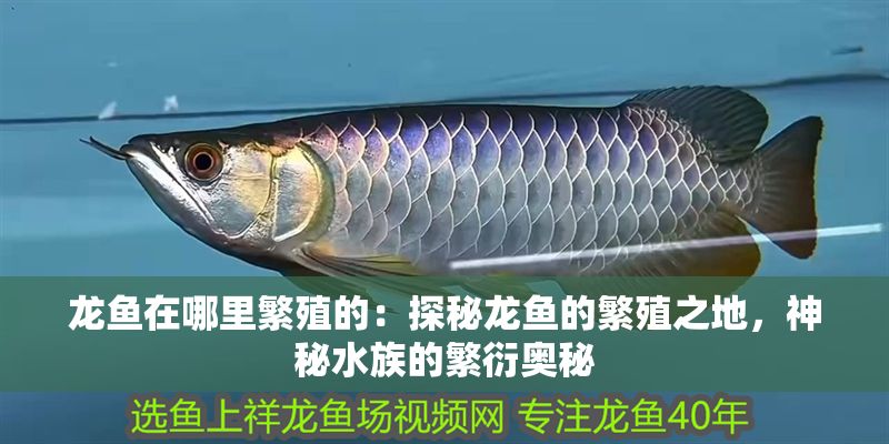 龍魚在哪里繁殖的：探秘龍魚的繁殖之地，神秘水族的繁衍奧秘