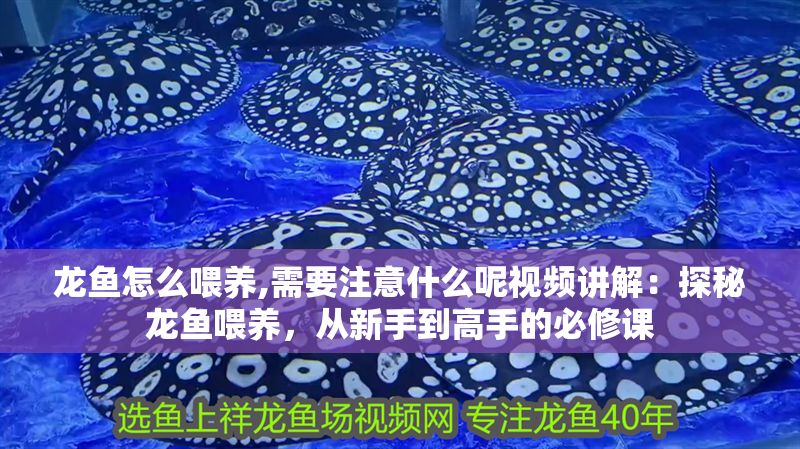 龍魚怎么喂養,需要注意什么呢視頻講解：探秘龍魚喂養，從新手到高手的必修課