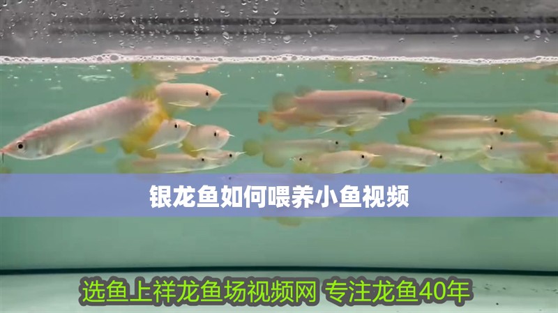 銀龍魚如何喂養小魚視頻