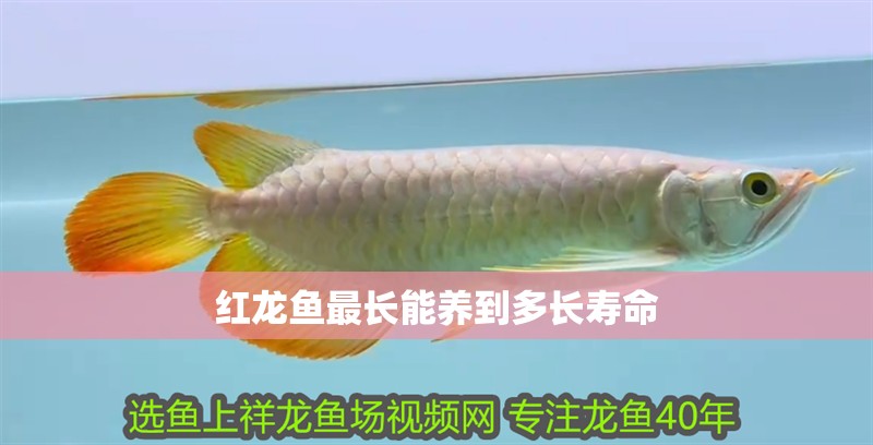紅龍魚最長能養到多長壽命
