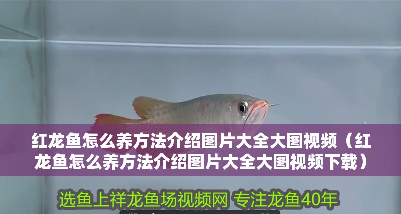 紅龍魚怎么養方法介紹圖片大全大圖視頻（紅龍魚怎么養方法介紹圖片大全大圖視頻下載）
