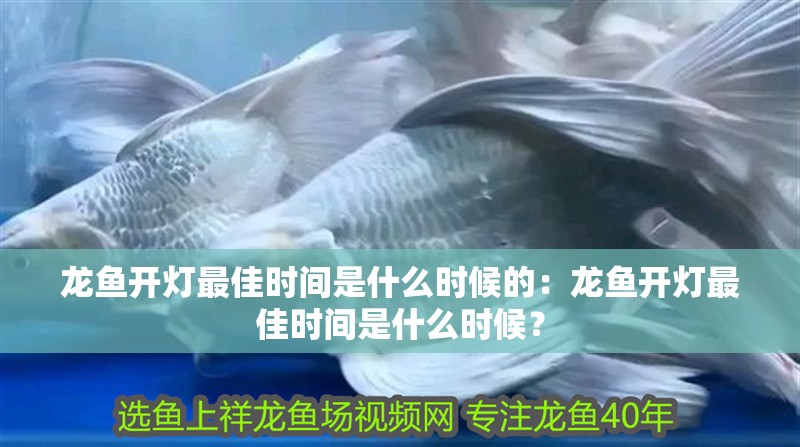 龍魚開燈最佳時間是什么時候的：龍魚開燈最佳時間是什么時候？