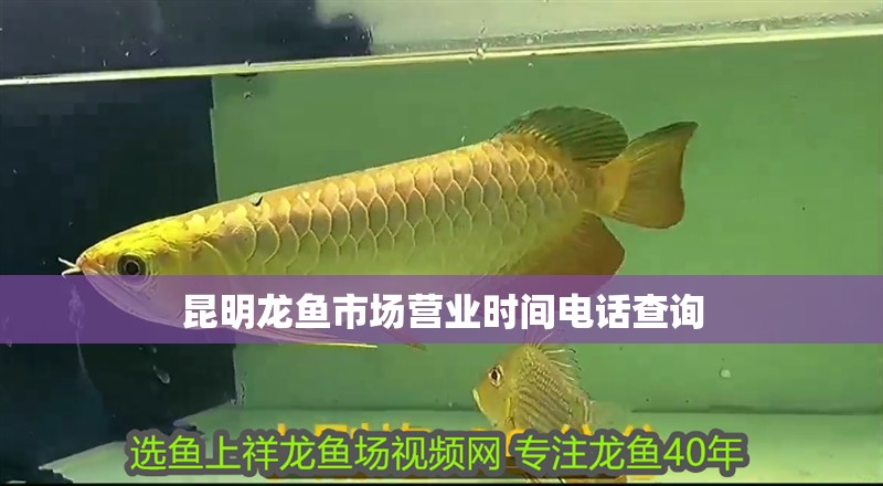 昆明龍魚市場營業時間電話查詢