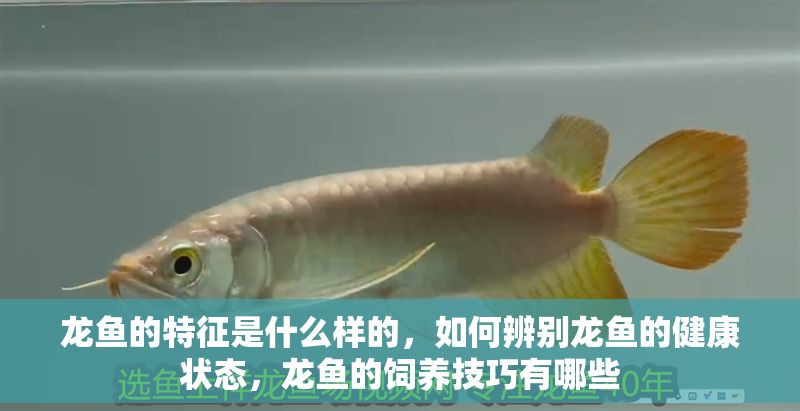 龍魚的特征是什么樣的，如何辨別龍魚的健康狀態，龍魚的飼養技巧有哪些