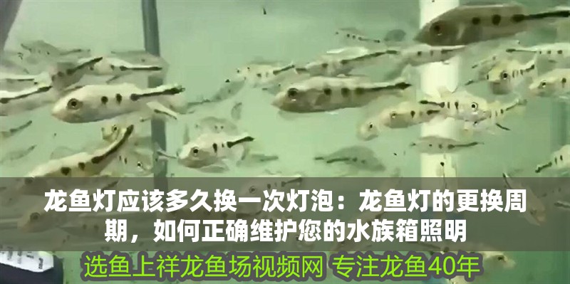 龍魚燈應(yīng)該多久換一次燈泡：龍魚燈的更換周期，如何正確維護(hù)您的水族箱照明