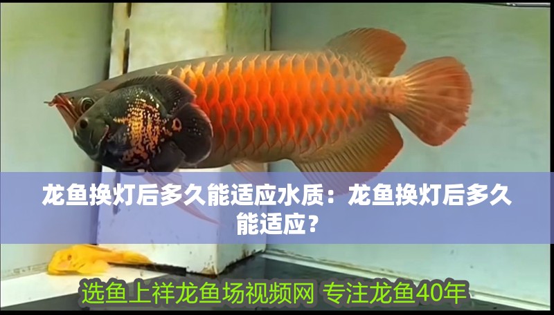 龍魚換燈后多久能適應水質：龍魚換燈后多久能適應？