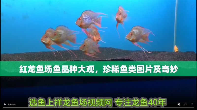 紅龍魚場魚品種大觀，珍稀魚類圖片及奇妙